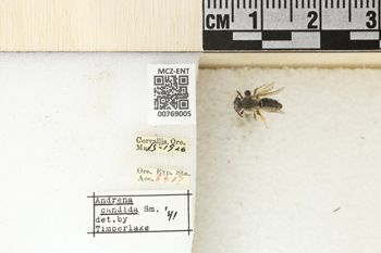 Media type: image;   Entomology 769005 Aspect: Labels